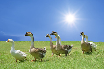 group of domestic goose walking on the field