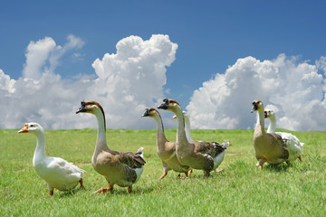 group of domestic goose walking on the field