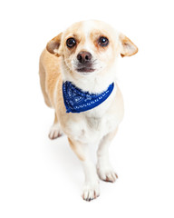Shy Chihuahua Dog Wearing Blue Bandana