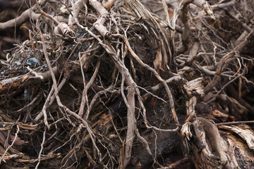 tree roots on the ground.