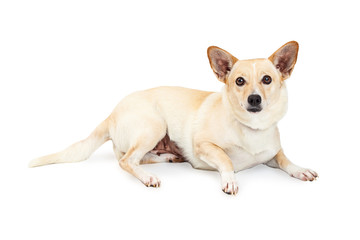 Small Chihuahua and Corgi Crossbreed Dog Laying