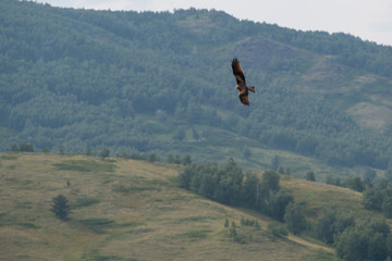 Hawk flying in the Urals hills