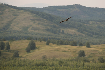 Hawk flying in the Urals hills