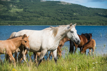 Obraz na płótnie Canvas Horse wrangle near lake in Urals, Bashkortostan, Russia