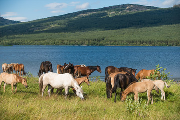Fototapeta na wymiar Horse wrangle near lake in Urals, Bashkortostan, Russia