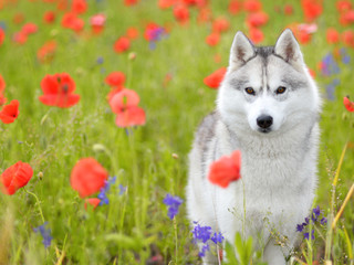 Siberian Husky - poppies flowers © pawelprus