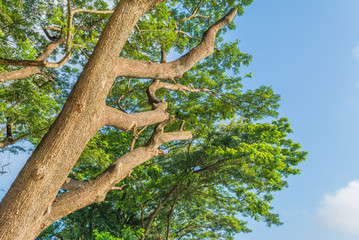 big tree and blue sky