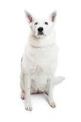 White Border Collie Dog Sitting