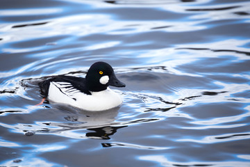 common goldeneye