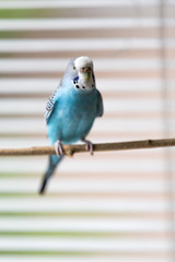 budgerigar