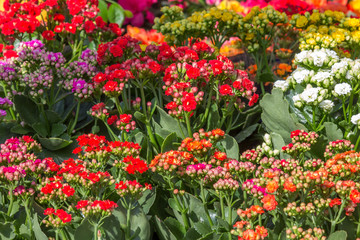 Fototapeta na wymiar Jardim com flores