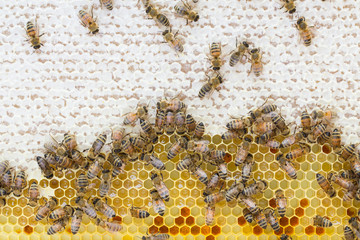 Worker honeybees on frame of white capped honey and open nectar, with some pollen cells.