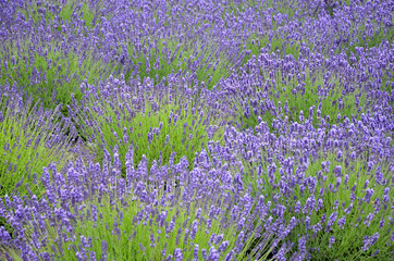 Purple lavender field