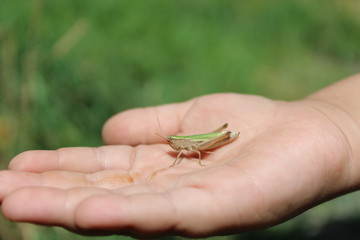 Kid hand holding grasshopper bug macro detail.