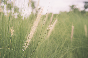 Flower glass blowing in the wind motion blur