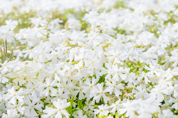 white flowers.