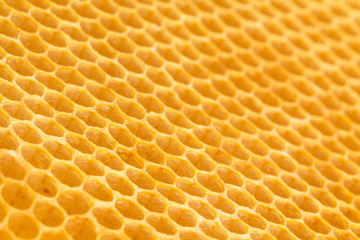 Fresh beeswax honeycomb  drawn off plastic foundation. 