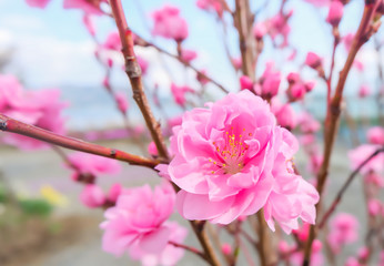 image of plum flower with blue sky background.