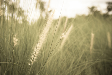 Fototapeta premium Flower glass blowing in the wind motion blur