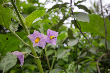 Eggplant flowers