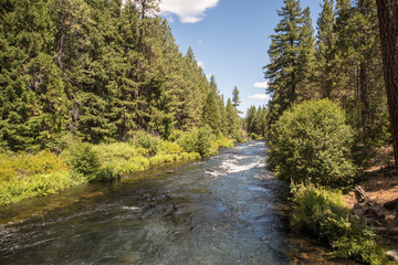 Fototapeta na wymiar Metolius River flows through a Ponderosa Pine forest in the central Oregon Cascade Mountains