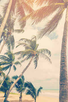 coconut plam tree on beach of nature background in vintage style © tortoon