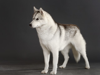 Siberian Husky