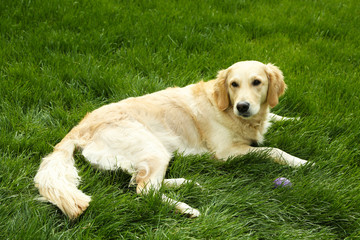 Adorable Labrador lying on green grass, outdoors