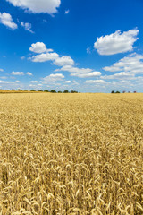 Golden, ripe wheat against blue sky background