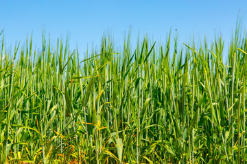 Obraz premium Barley field