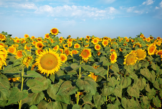 Sunflowers at the field in summer