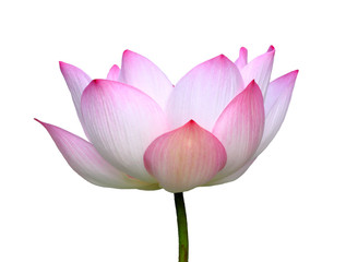 Beautiful lotus(Single lotus flower isolated on white background