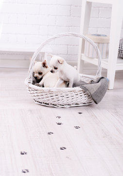 Adorable chihuahua dogs in basket and muddy paw prints on wooden floor in room