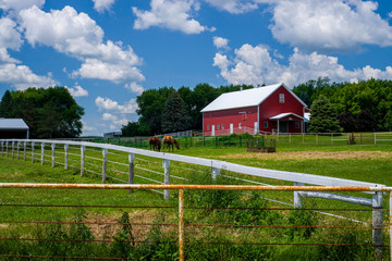 Fototapeta premium two horses fenced in, minnesota