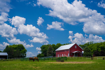 two horses grazing, southern minnesota