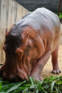 Hippopotamus eatting