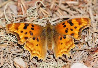 Satyr Comma (Polygonia satyrus) perched on woodland floor. Point Reyes National Seashore, Marin County, California, USA.