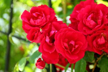 Beautiful pink roses over green leaves background