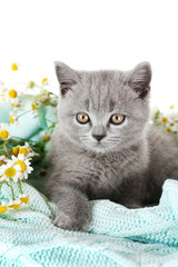 Cute gray kitten on plaid with chamomiles isolated on white