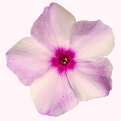 Pink flower of phlox, isolated on a white background