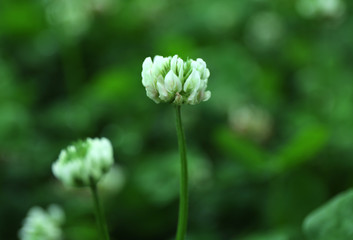 Clover leaves background