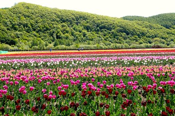Tulip garden