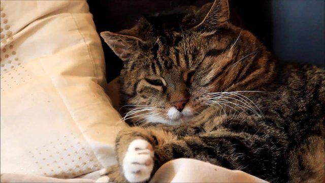 Katze getigert am g&auml;hnen und kuscheln im Kissen, Nahaufnahme
