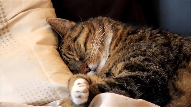 Katze getigert kuschelt im Kissen 