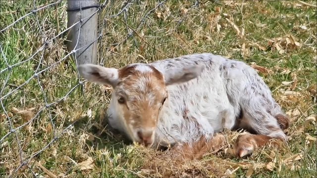 Portrait Lamm, braun wei&szlig;, liegend, Fr&uuml;hling 
