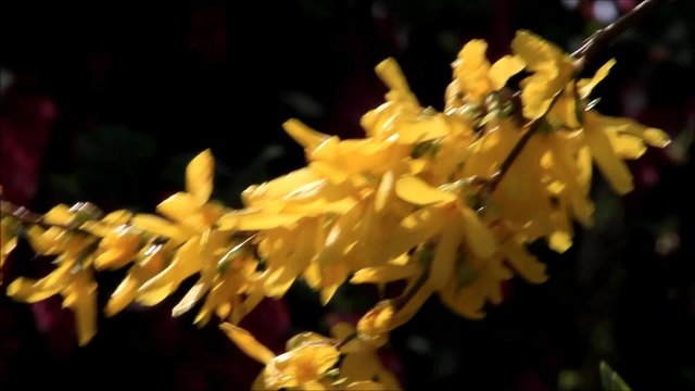 Zweig Forsythie, Zierstrauch im Fr&uuml;hling, gelb

