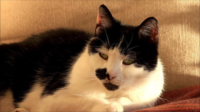 Hauskatze schwarz wei&szlig; liegt auf Decke, Nahaufnahme
