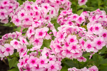 Fototapeta na wymiar Flowers pink phlox