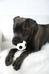 Cane corso italiano dog lying on sofa with ball at home