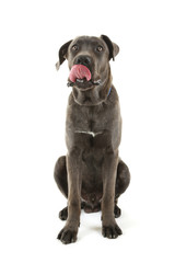 Cane corso italiano dog, isolated on white